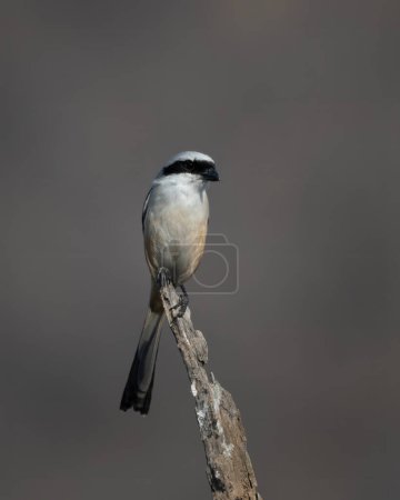 long-tailed shrike or rufous-backed shrike (Lanius schach), seen at Jhalana Reserve in Rajasthan India