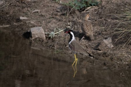 Foto de Lapwing rojo-wattled (Vanellus indicus) en un estanque visto en la reserva de Jhalana en la India de Rajasthan - Imagen libre de derechos