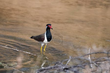 Téléchargez les photos : Bruant roux (Vanellus indicus) dans un étang vu dans la réserve de Jhalana au Rajasthan en Inde - en image libre de droit