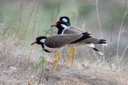 Photo for A group of red-wattled lapwings (Vanellus indicus) seen at Jhalana Reserve in Rajasthan India - Royalty Free Image