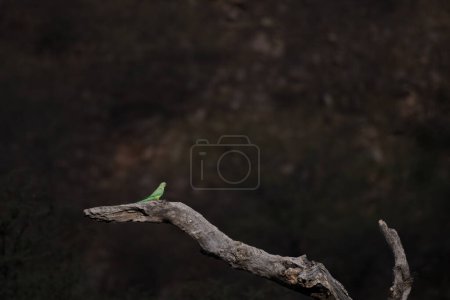 Rosensittich (Psittacula krameri) oder Ringelhalspapagei oder Kramer-Papagei auf einer toten Baumrinde im Jhalana Reserve in Rajasthan Indien