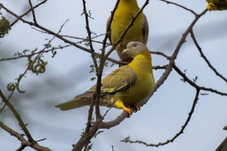 yellow-footed green pigeon (Treron phoenicopterus), also known as yellow-legged green pigeon, seen at Jhalana Reserve in Rajasthan India