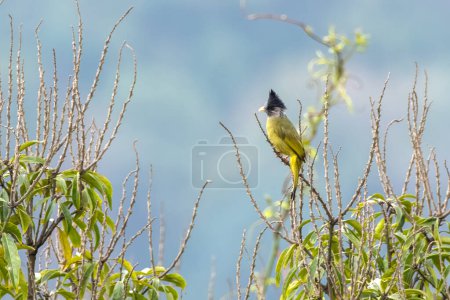 crested finchbill (Spizixos canifrons), a species of songbird in the bulbul family, Pycnonotidae observed in Khonoma in Nagaland, India