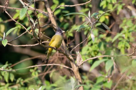 pinzones de cresta (Spizixos canifrons), una especie de ave cantora de la familia Pycnonotidae observada en Khonoma en Nagaland, India.