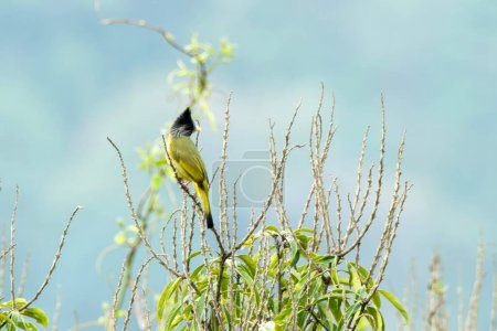 pinzones de cresta (Spizixos canifrons), una especie de ave cantora de la familia Pycnonotidae observada en Khonoma en Nagaland, India.