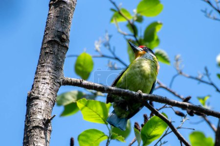 golden-throated barbet (Psilopogon franklinii), an Asian barbet native to Southeast Asia, observed in Khonoma in Nagaland, India
