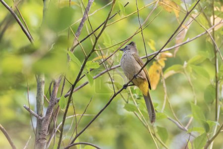 aromatische Bulbul (Pycnonotus flavescens), eine Singvogelart, die in Khonoma im indischen Nagaland beobachtet wurde. Alternative Namen sind Blyth 's bulbul, aromatische grüne bulbul und runde Schwanz grüne bulbul.