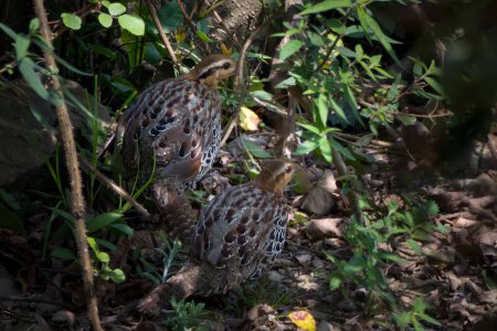 mountain bamboo partridge (Bambusicola fytchii) observed in Khonoma in Nagaland, India