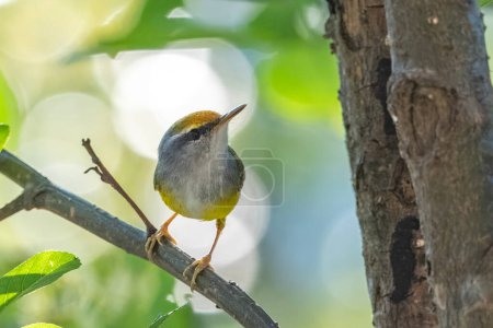 mountain tailorbird (Phyllergates cucullatus) observed in Khonoma in Nagaland, India