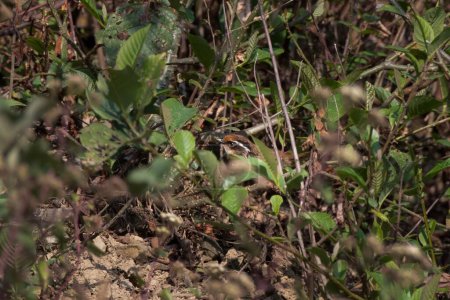 Rostdeckel-Fulvetta (Schoeniparus dubius) in Khonoma im indischen Nagaland beobachtet