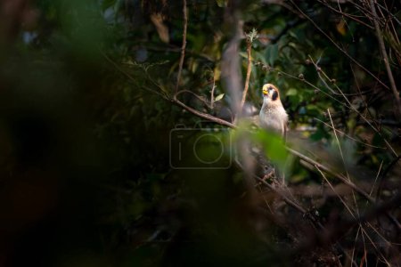 Fleckbrust-Papageienvogel (Paradoxornis guttaticollis) in Khonoma im indischen Nagaland beobachtet