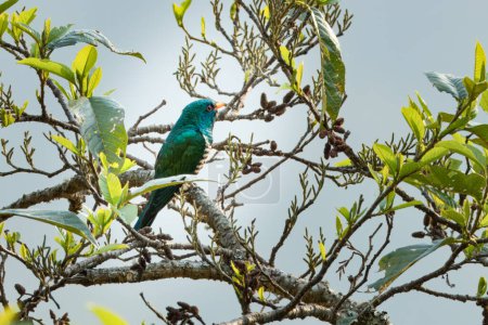Asian emerald cuckoo (Chrysococcyx maculatus) observed in Khonoma in Nagaland, India