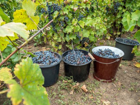 Photo for Buckets with harvested grapes in the vineyard - Royalty Free Image