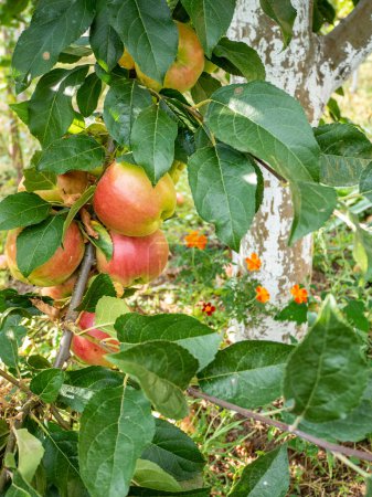 Photo for Bunch of ripe apples on a branch - Royalty Free Image
