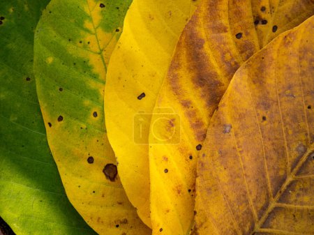 Photo for Close view of colorful autumn leaves - Royalty Free Image