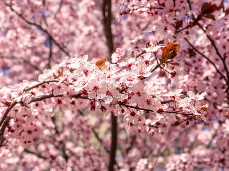 Photo for Beautiful cherry blossom sakura in spring time - Royalty Free Image