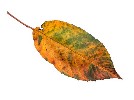 Photo for Close-up autumn yellow leaf isolated on white background - Royalty Free Image