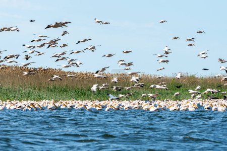 Téléchargez les photos : Pélicans en vol au-dessus d'un plan d'eau pittoresque dans le delta du Danube - en image libre de droit