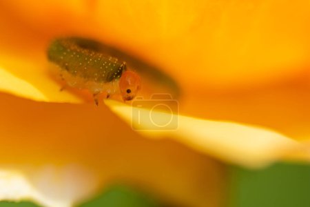 Photo for Macro photo of bug on a garden flower - Royalty Free Image
