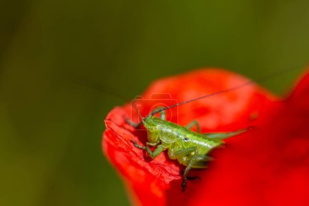 Photo for Locust on a red poppy close up photo - Royalty Free Image