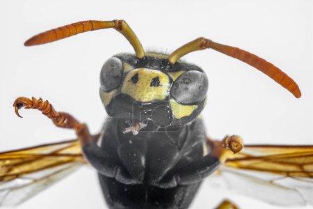 Photo for Super macro photo of a wasp with detailed traits of its head - Royalty Free Image