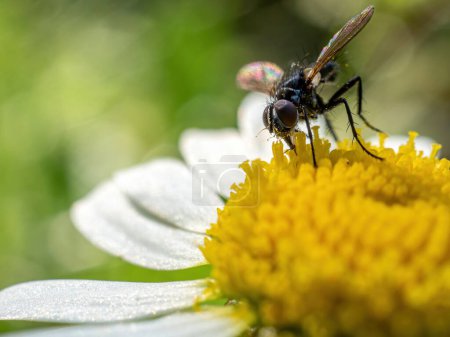 Photo for Close up photo of a hover fly - Royalty Free Image