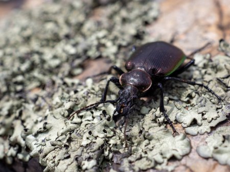 Photo for Macro black ground beetle - Royalty Free Image