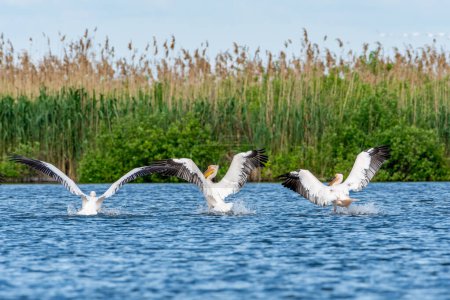 Photo for Flock of pelicans in flight, rosu lake in danube delta, romania near sulina - Royalty Free Image