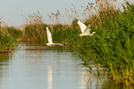 Photo for Great white egret, danube delta, romania - Royalty Free Image