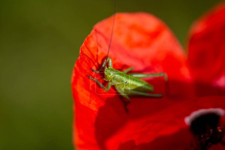 Photo for Close up photo of a locust on a red flower - Royalty Free Image