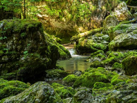 Photo for Stream of Galbenei gorge, Apuseni national park, Romania - Royalty Free Image