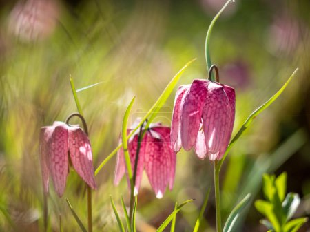 Téléchargez les photos : Charmante fleur de printemps Fritillaria meleagris connue sous le nom de tête de serpent, fleur d'échecs, grenouille-tasse ou fritillaire dans son écosystème naturel, photo rapprochée - en image libre de droit