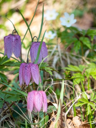 charming spring flower Fritillaria meleagris known as snake's head, chess flower, frog-cup or fritillary in its natural ecosystem, close up photo