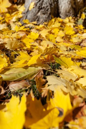 Photo for Autumn yellow leaves background near a tree - Royalty Free Image