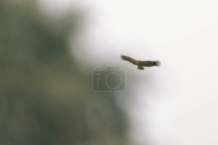 Photo for Griffon vulture flying through the sky with an out-of-focus tree next to it - Royalty Free Image