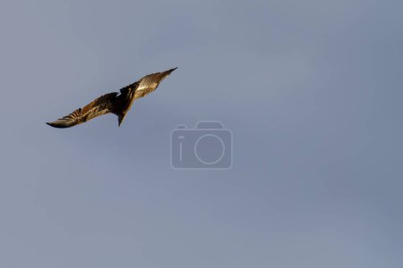 Photo for Griffon vulture flying through the blue sky - Royalty Free Image