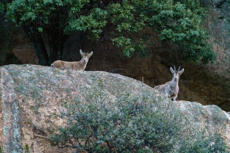 Photo for Pair of deer in profile near granite rock on mountain with small antlers - Royalty Free Image