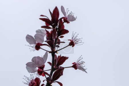 Photo for Branches of the almond tree in blossom with white flowers and black leaves in spring - Royalty Free Image