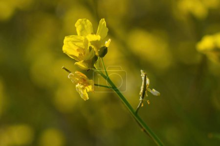 Photo for Wallpaper with yellow flowers and blurred background in springtime - Royalty Free Image