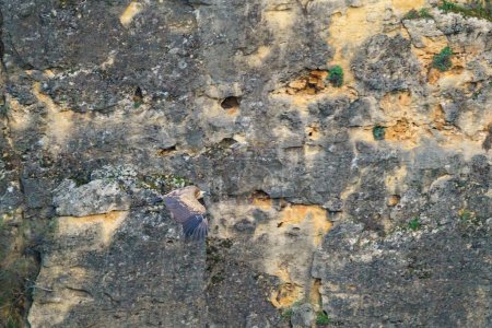 Téléchargez les photos : Vautour Griffon volant parmi les rochers de granit au lever du soleil - en image libre de droit