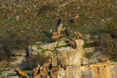 Téléchargez les photos : Groupe de vautours griffons sur grande pierre à côté de la colline verte avec des pierres - en image libre de droit