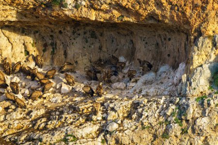 Téléchargez les photos : Griffon Vautours nichant dans des ravins de granit - en image libre de droit