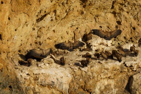 Téléchargez les photos : Groupe de vautours griffons dans leur nid avec les ailes ouvertes pour protéger leurs petits du soleil - en image libre de droit