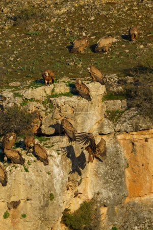 Photo for Griffon Vultures nesting in granite rock gullies - Royalty Free Image