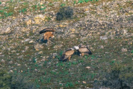 Téléchargez les photos : Griffon Vautours nichant dans des ravins de granit - en image libre de droit