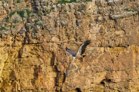 Téléchargez les photos : Griffon vautour atterrissage sur le rocher de granit dans le soleil tôt le matin - en image libre de droit