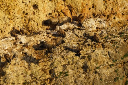 Téléchargez les photos : Groupe de vautours griffons dans leur nid avec les ailes ouvertes pour protéger leurs petits du soleil - en image libre de droit