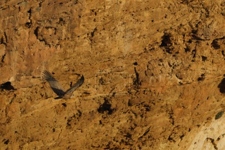 Téléchargez les photos : Vautour Griffon volant parmi les rochers de granit au lever du soleil - en image libre de droit