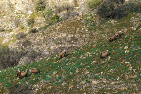 Téléchargez les photos : Groupe de vautours perchés sur le sol parmi les buissons et les pierres - en image libre de droit