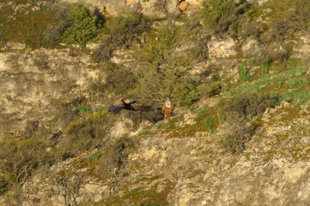 Téléchargez les photos : Vautour volant près d'un autre vautour perché sur le sol avec des plantes et des arbres verts - en image libre de droit